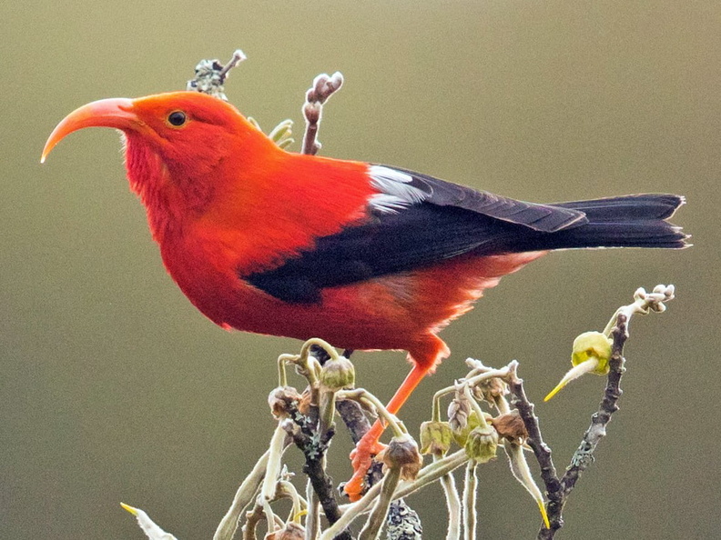 ‘I‘iwi (Drepanis coccinea) AKA Scarlet Honeycreeper, Hawaii, USA 1